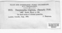 Lachnum virgineum image